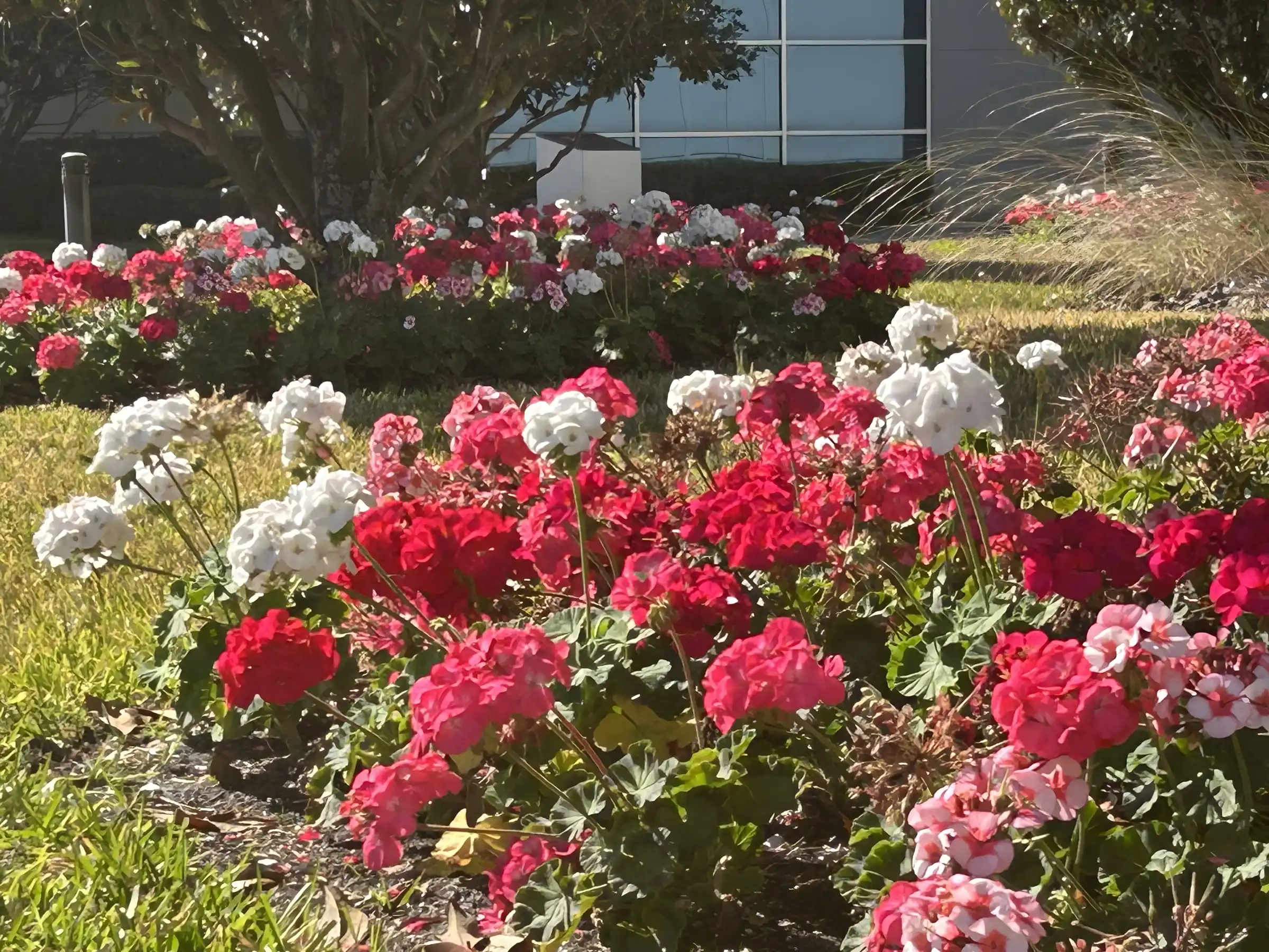 Seasonal flower beds and mown lawn outside a Tampa office building
