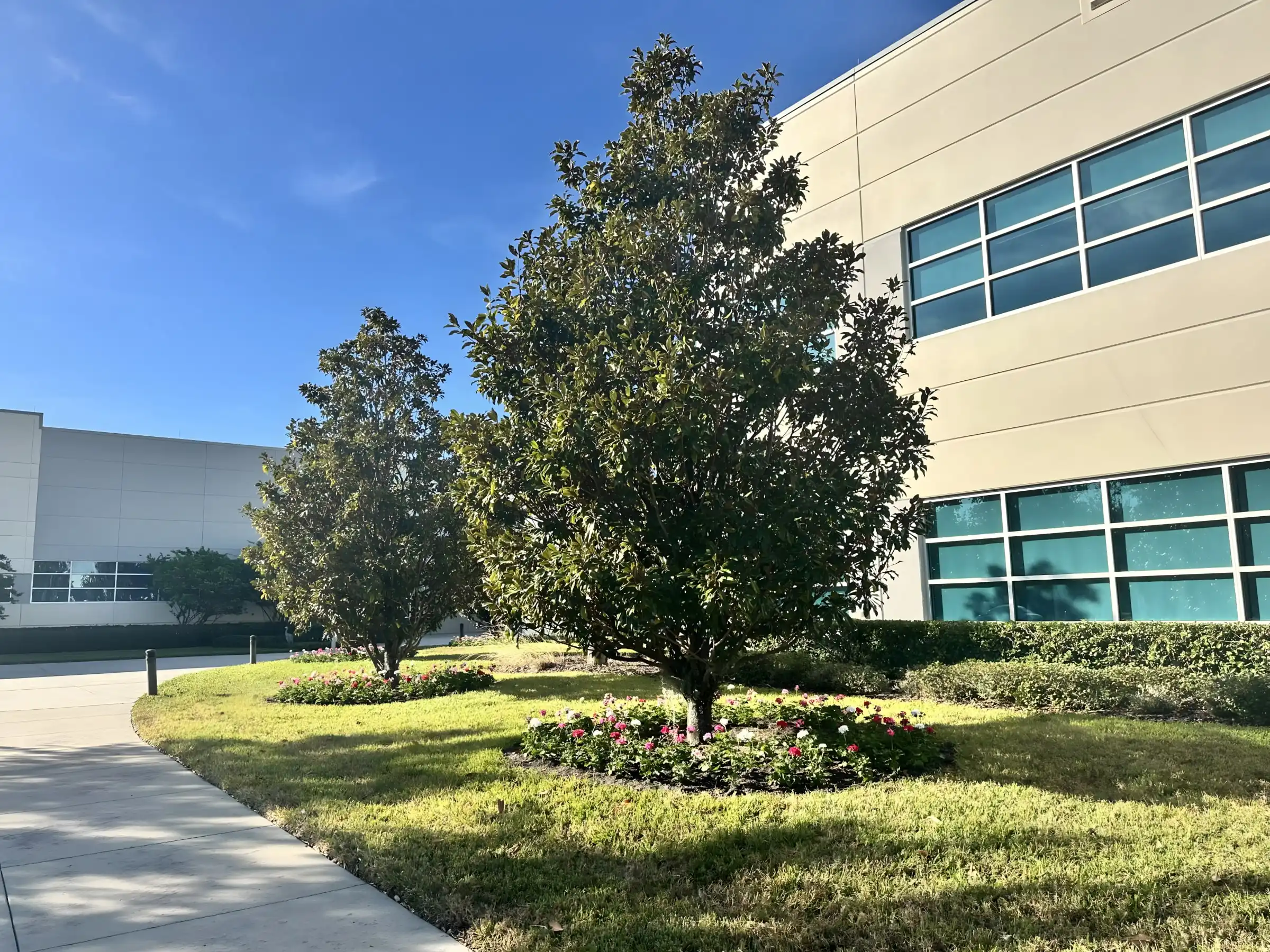 Maintained lawn, magnolia trees and flower beds at a Tampa commercial property