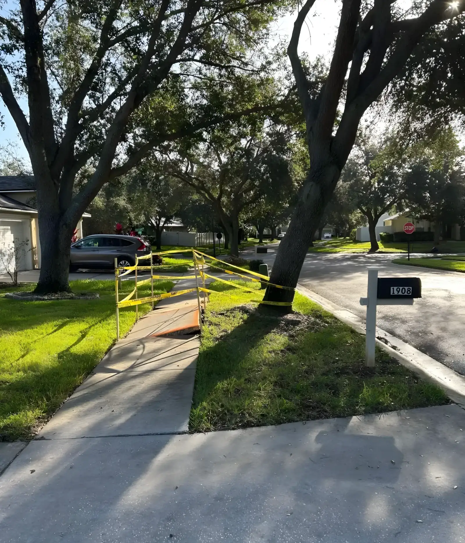 Tree roots lifting a Tampa walkway