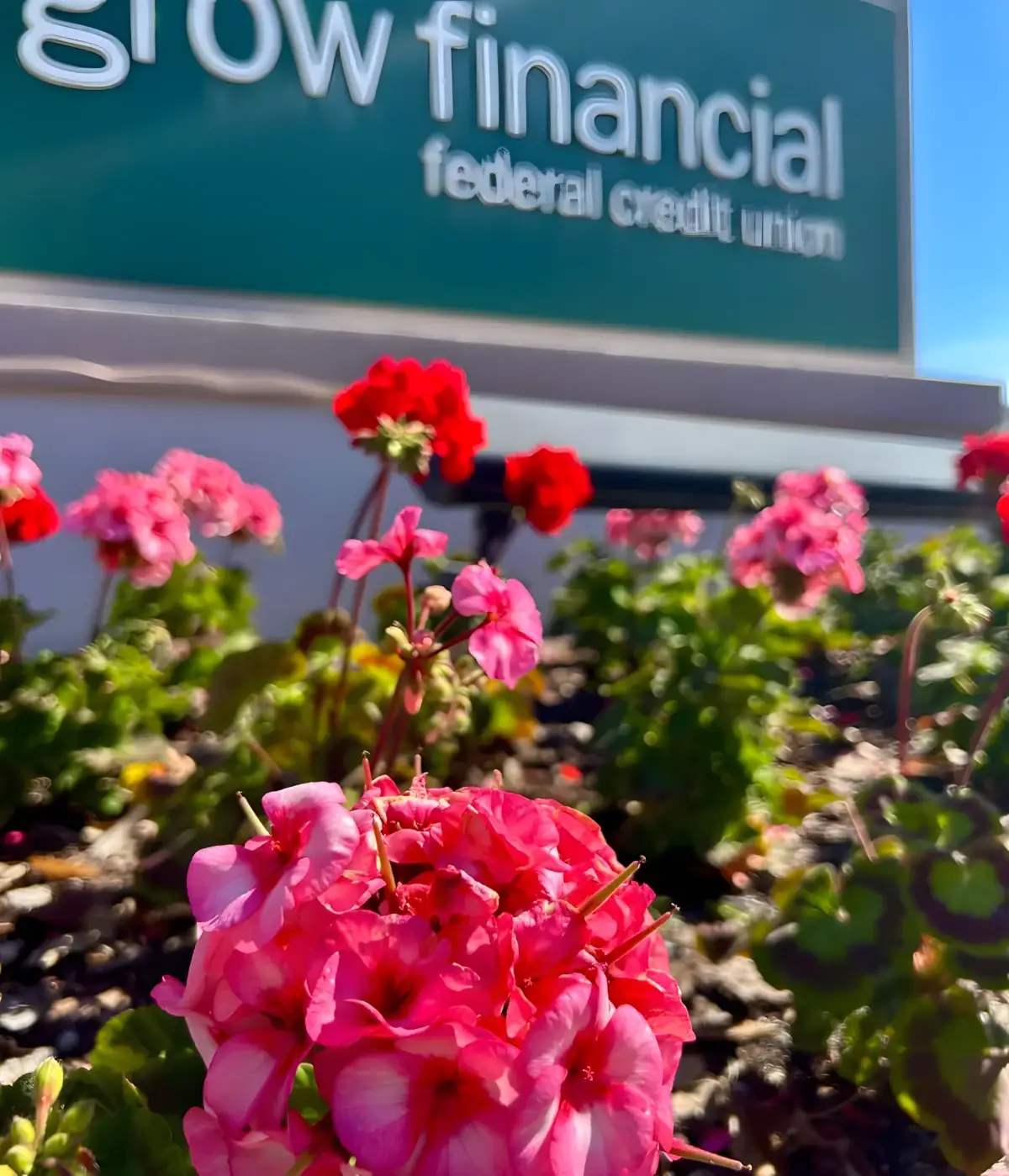 Flower beds at a Tampa credit union, the kind of commercial grounds Tampa Turf Services grew up on