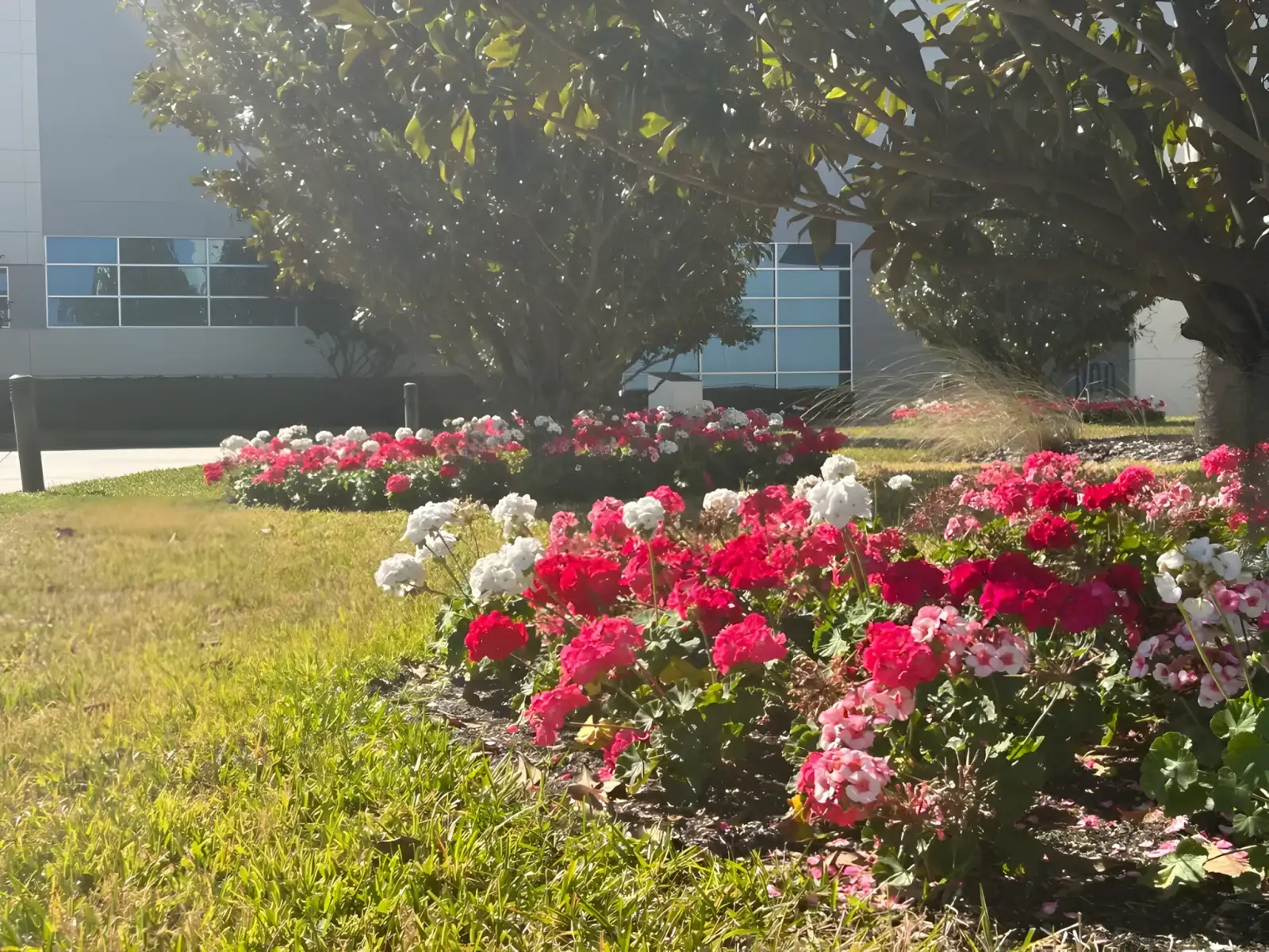 Seasonal flower installation at a Tampa office park entrance