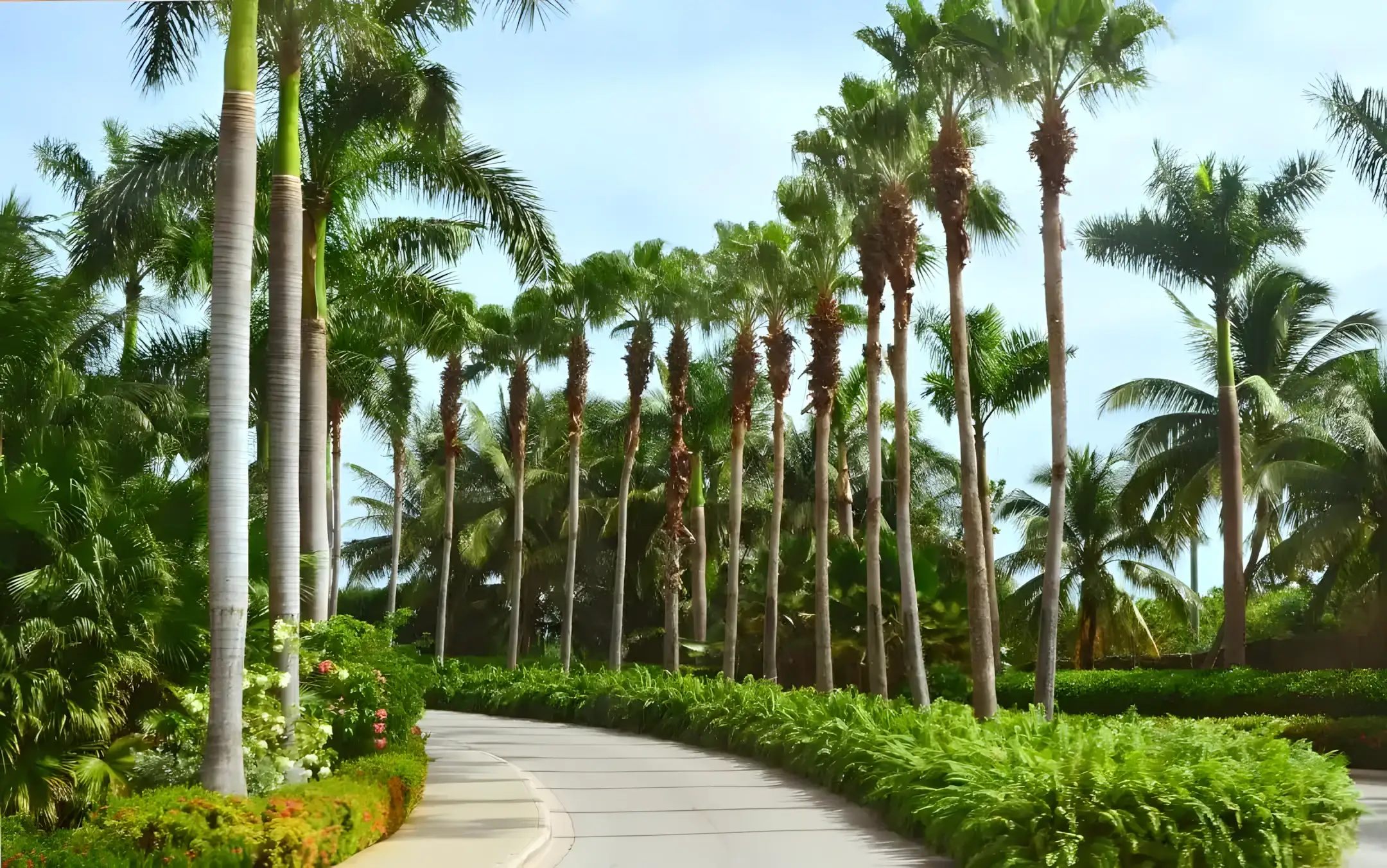 Palms along a Tampa commercial driveway