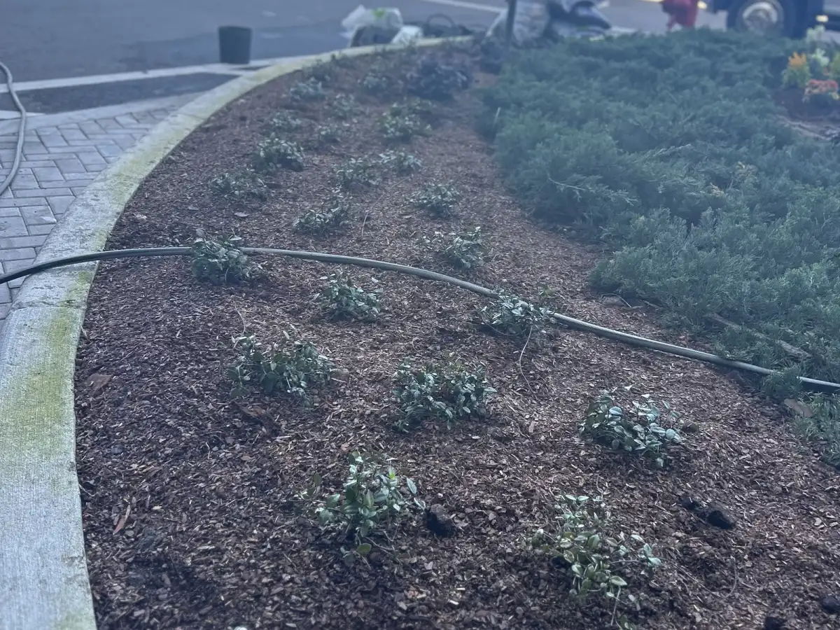 Entrance bed at a Tampa commercial property during installation and after planting matured