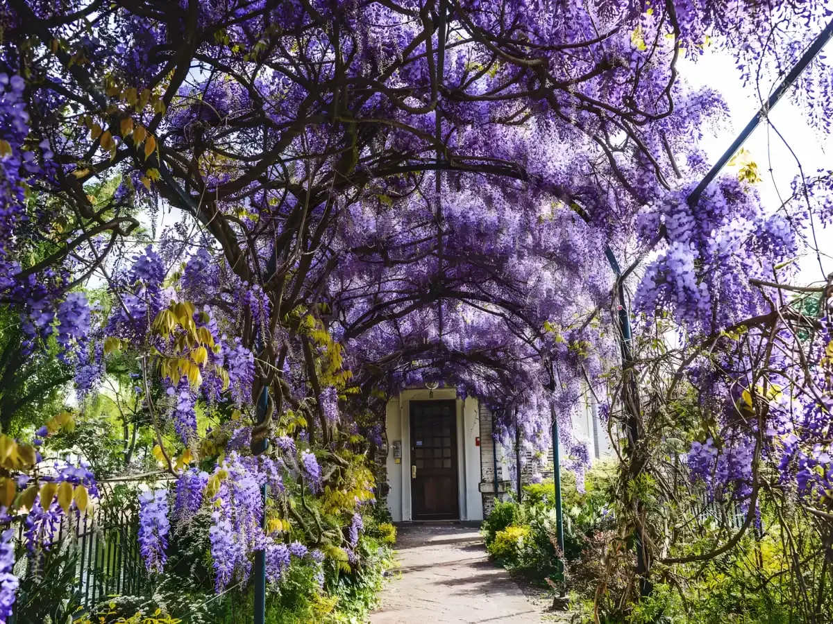 Wisteria trellis in a Tampa garden